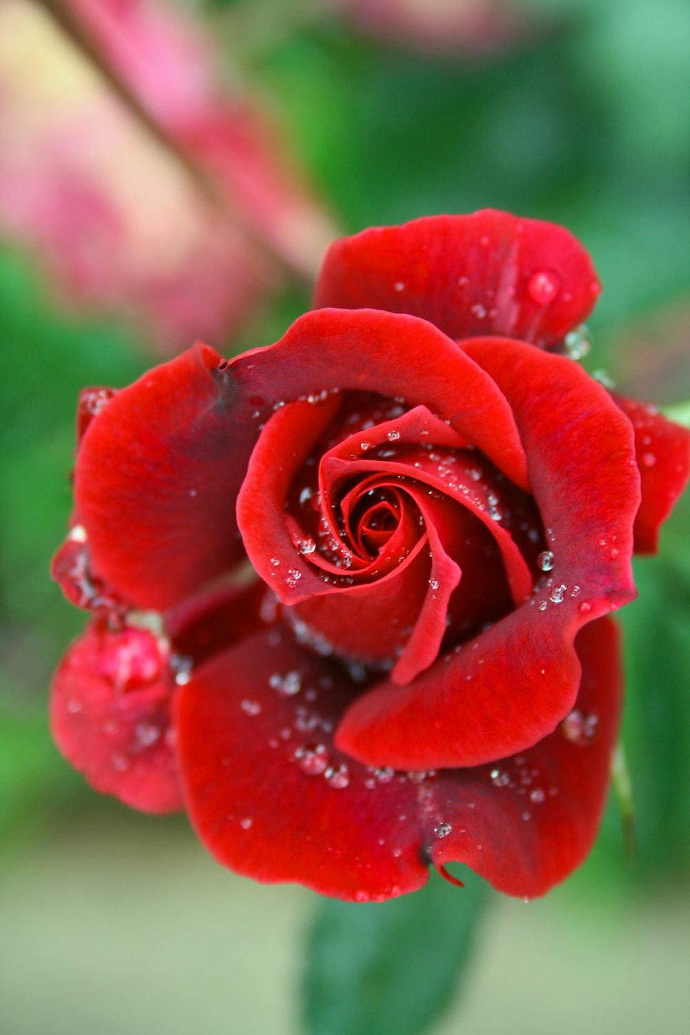 Red rose photo – Free León Image on Unsplash