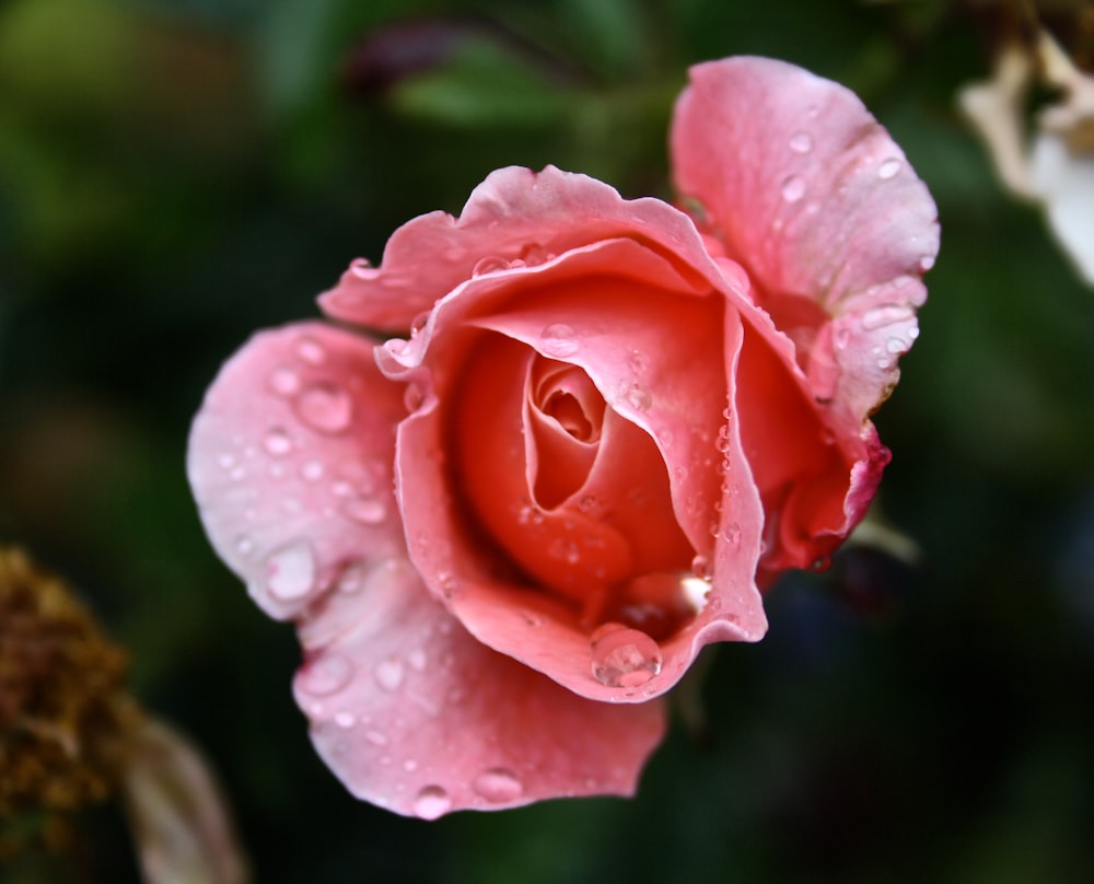 closeup photo of pink rose with water drops