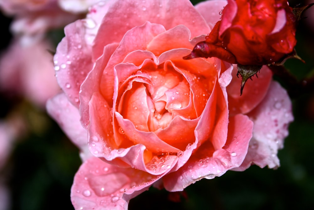 pink petaled flower