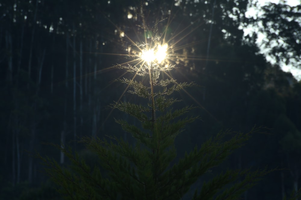 green and black pine tree