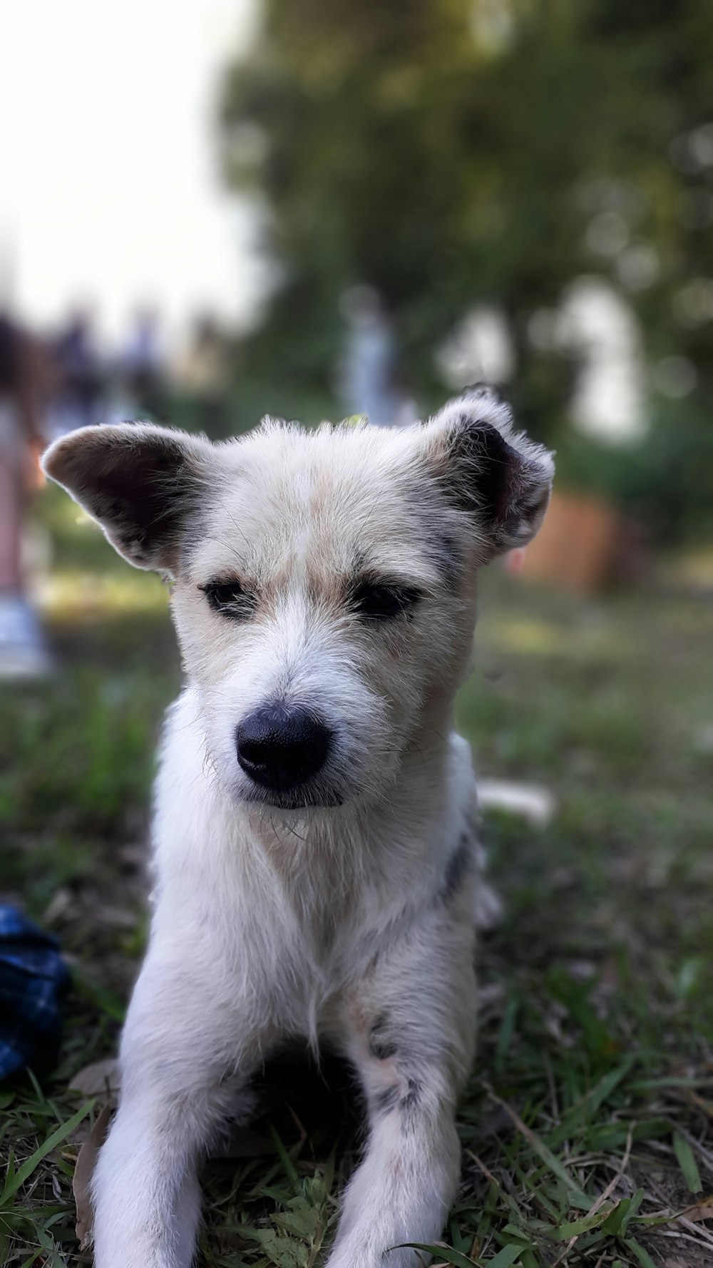 white short-coat dog