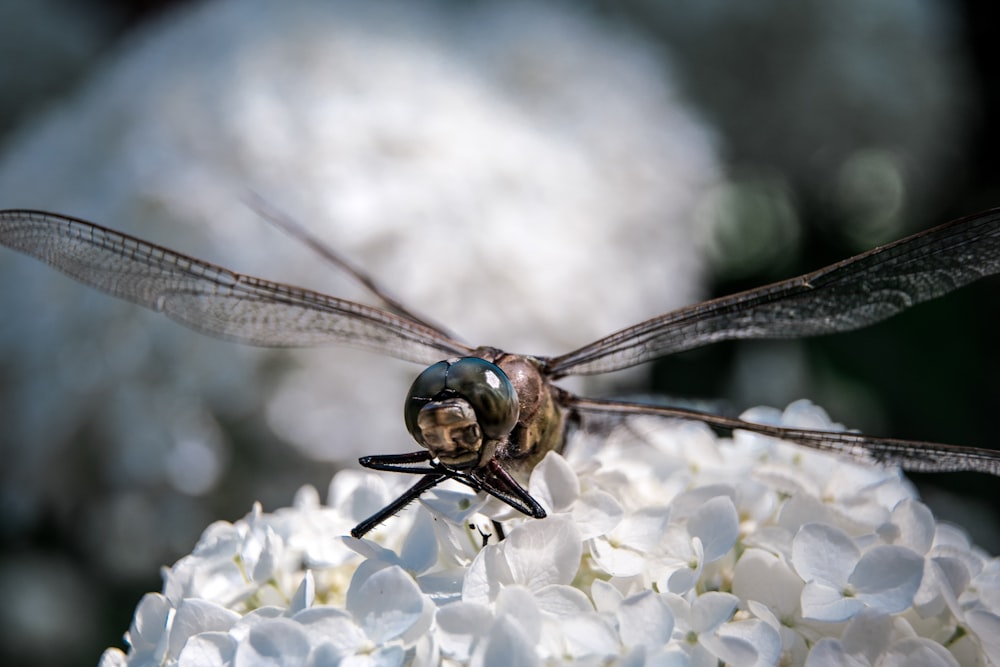 brown dragonfly on selective focus photography