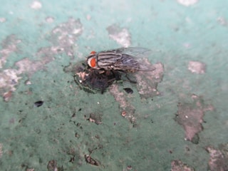 A close-up view of a fly with prominent red compound eyes and translucent wings, perched on a rough green surface with patches of wear and discoloration.