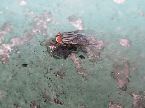 A close-up view of a fly with prominent red compound eyes and translucent wings, perched on a rough green surface with patches of wear and discoloration.
