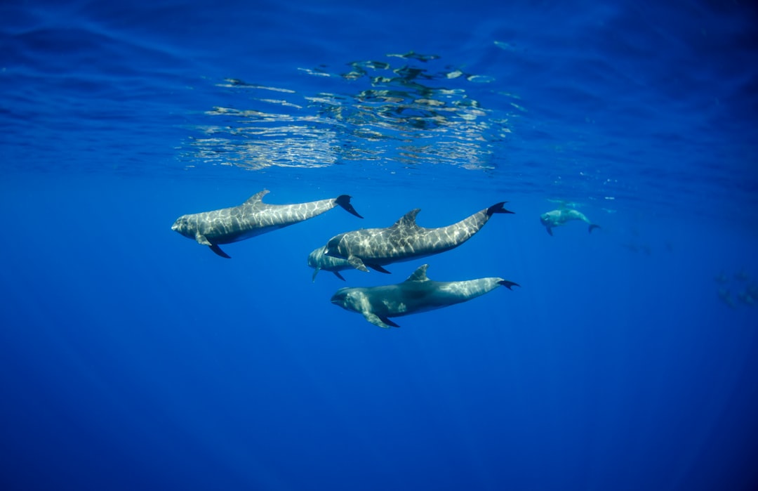 pod of melon headed whales