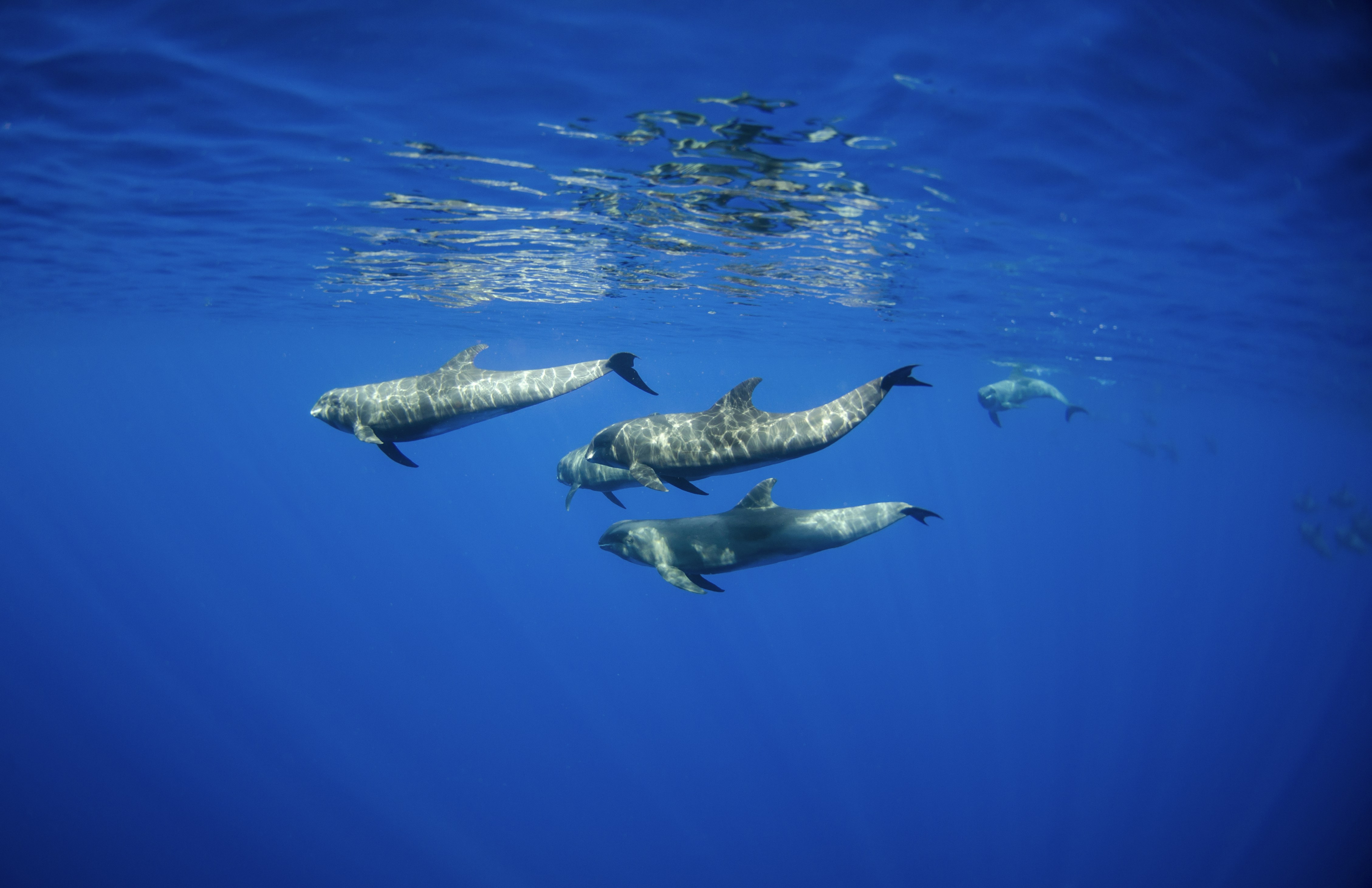A pod of melon headed whales.