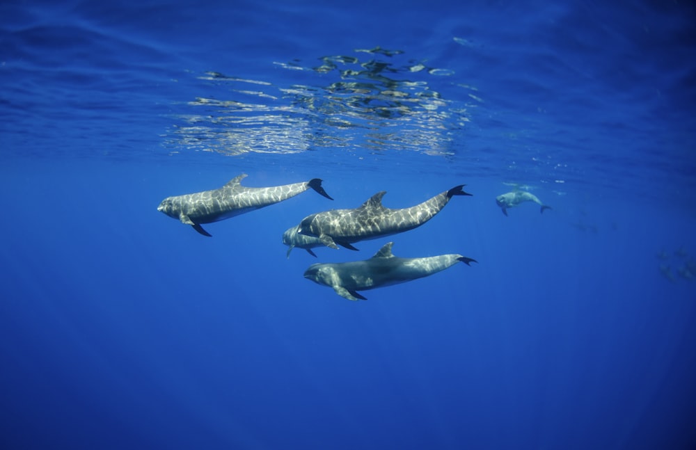 pod of melon headed whales
