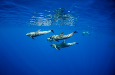 pod of melon headed whales marine zoom background