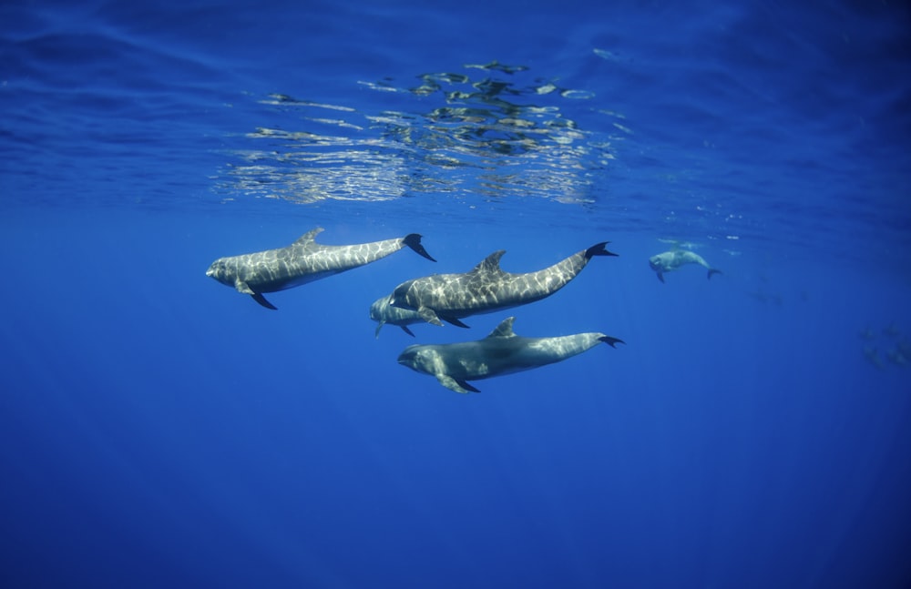 manada de ballenas cabeza de melón