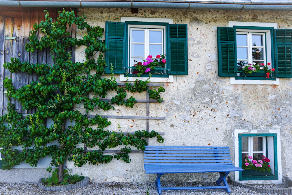 green-leafed tree near bench