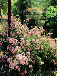 A vibrant garden in full bloom, sunlight filtering through the leaves.