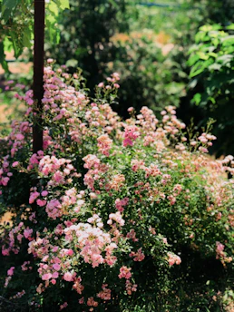 A vibrant spring garden with blooming flowers and soft sunlight filtering through fresh green leaves.