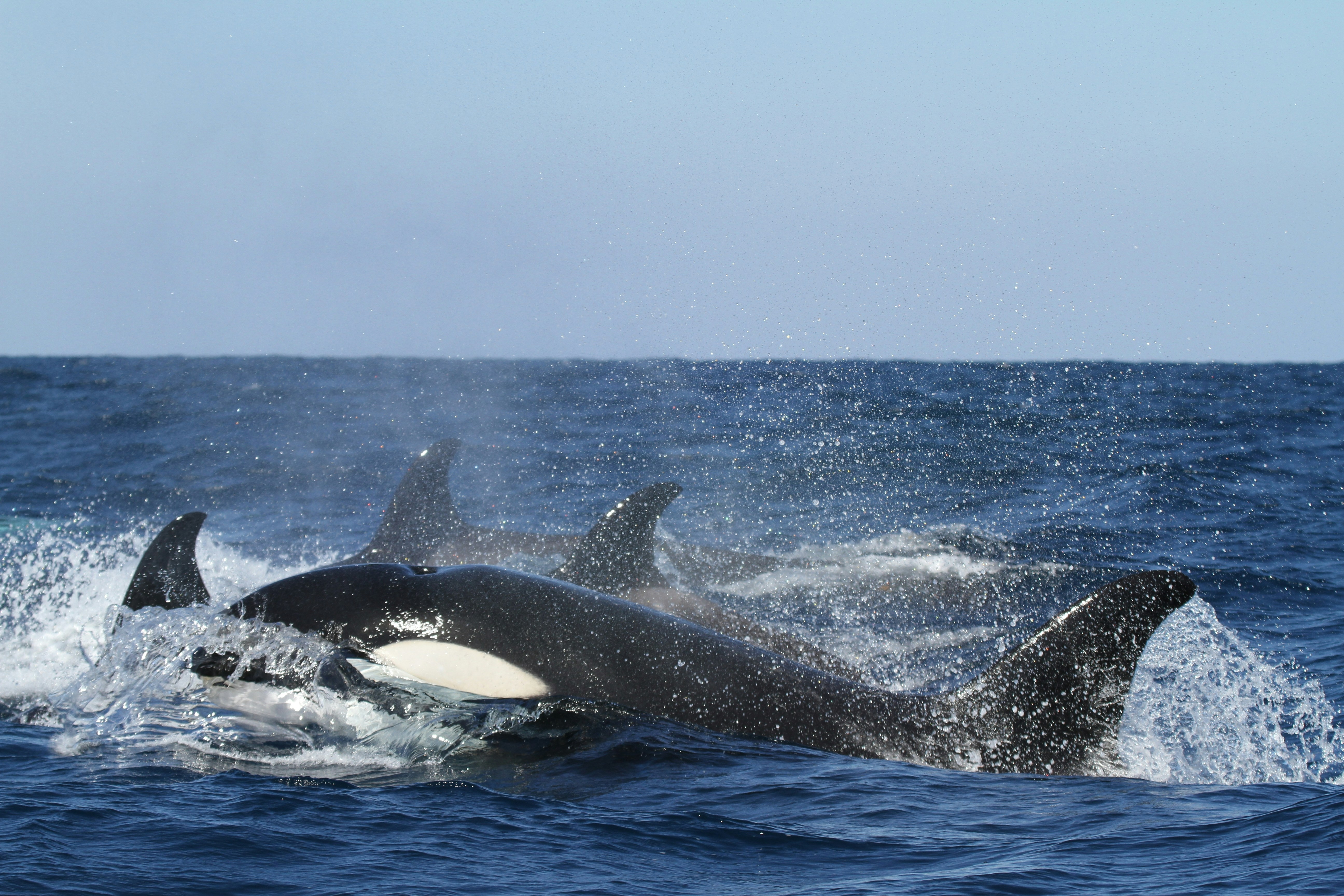 Orca whale breaching ocean surface with dramatic water splash, dark blue sea