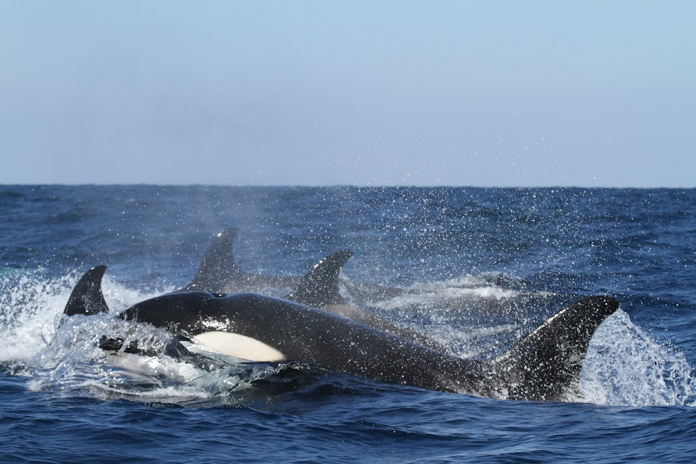 three dolphins on body of water at daytime