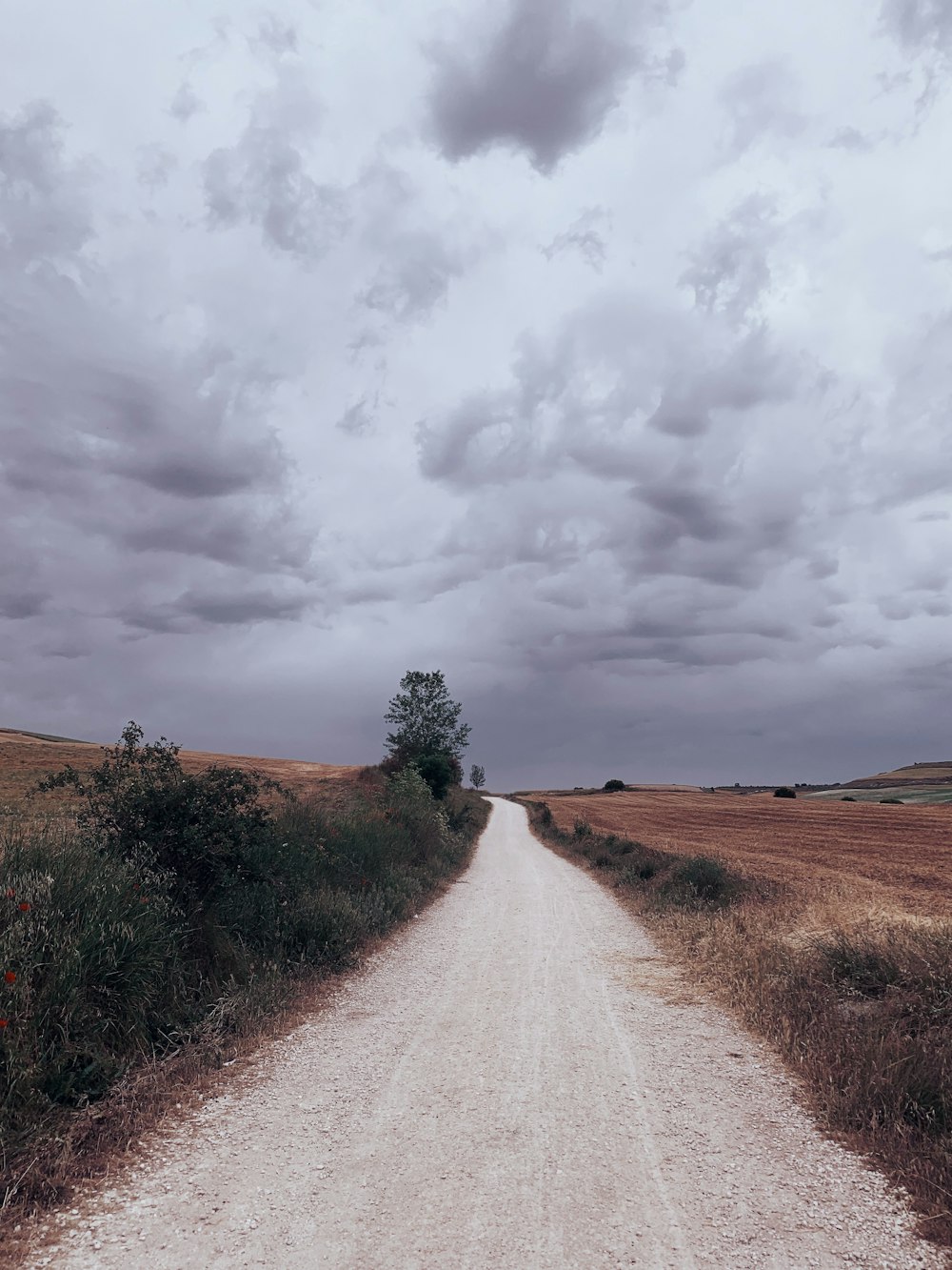 pathway beside tree under white clouds during daytime