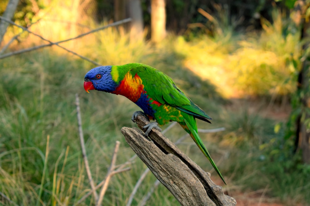 Papagaio verde, vermelho e azul na fotografia de foco seletivo