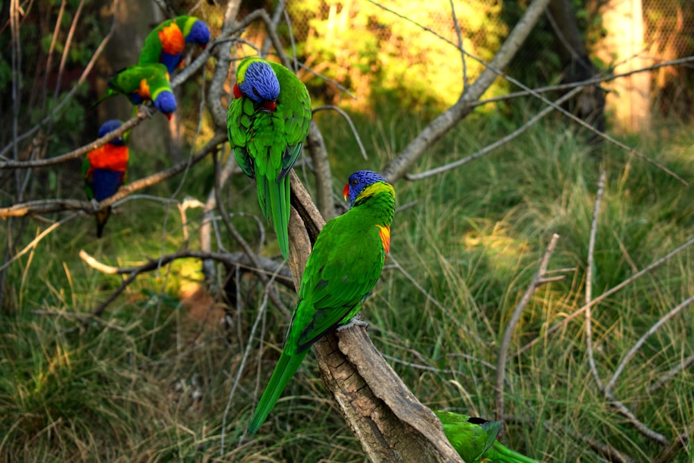 Fotografía de pájaros verdes enfocados