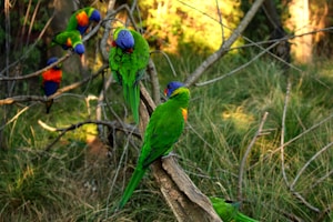 Tropical Bird Accessories