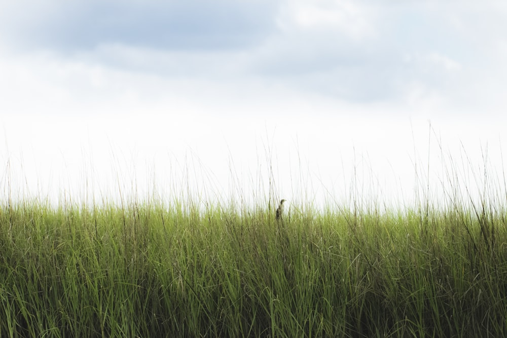 Fotografía de campo de hierba verde