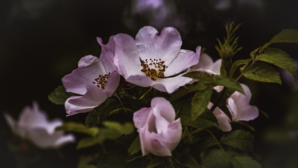 pink petaled flower