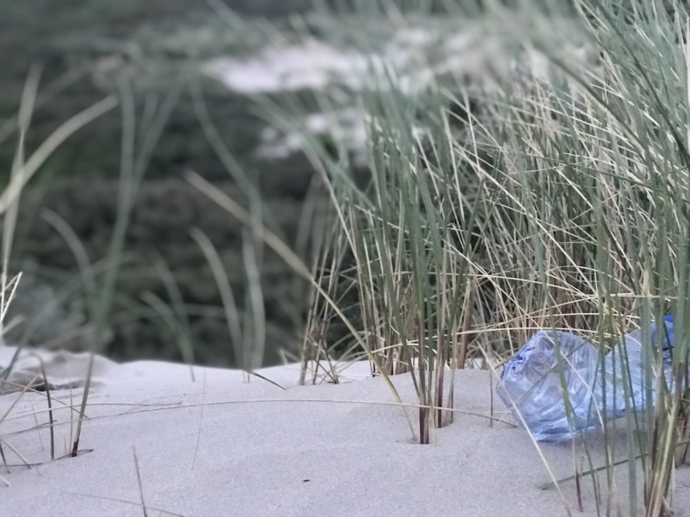 Gras auf Sand während des Tages