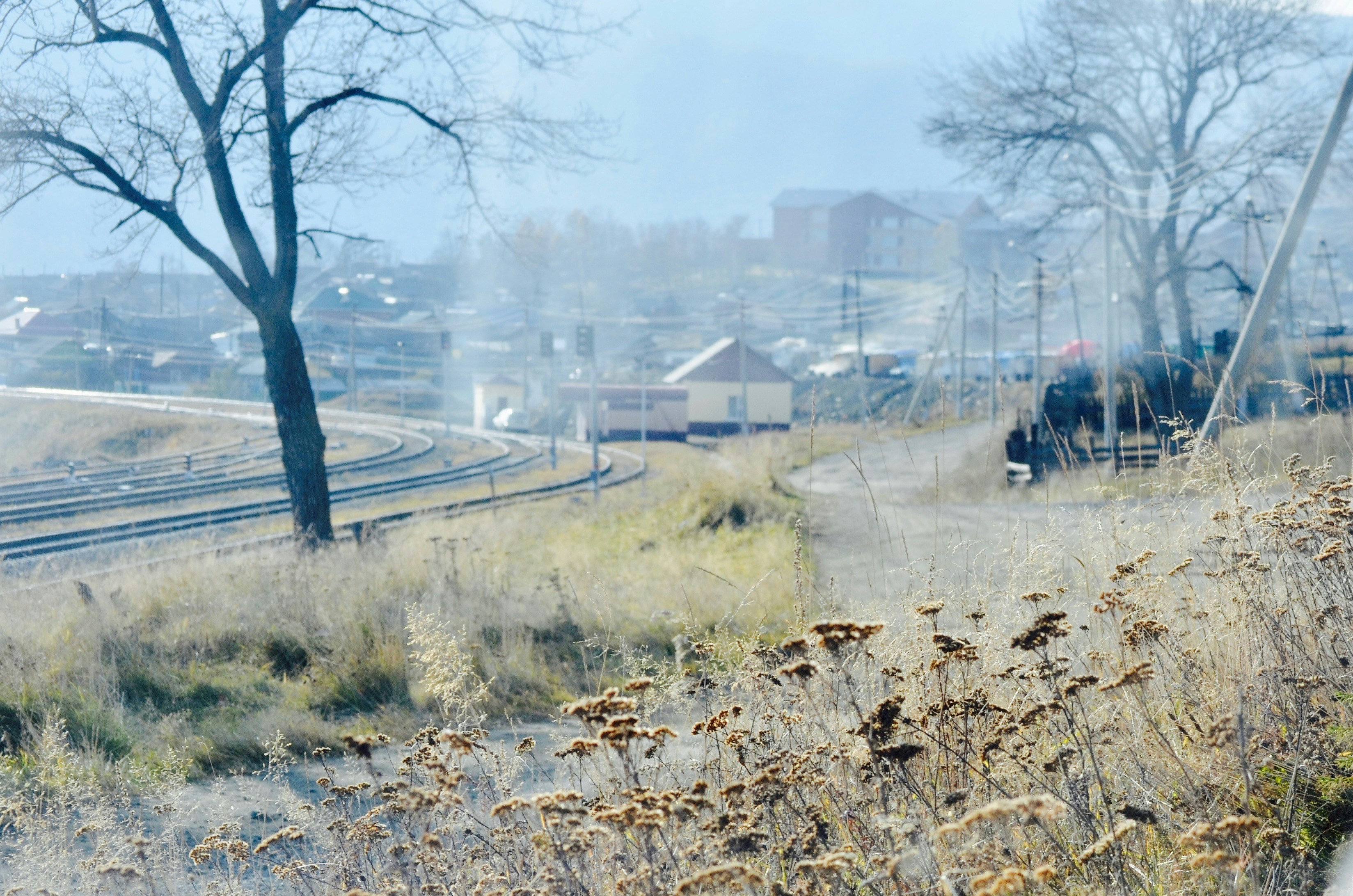 verdorrter Baum neben der Eisenbahn