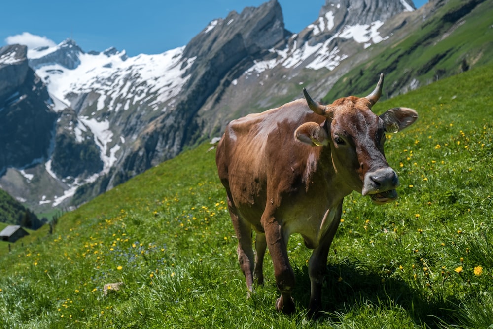 cattle on hill during daytime