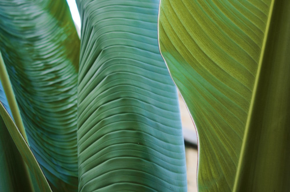 green banana leaves