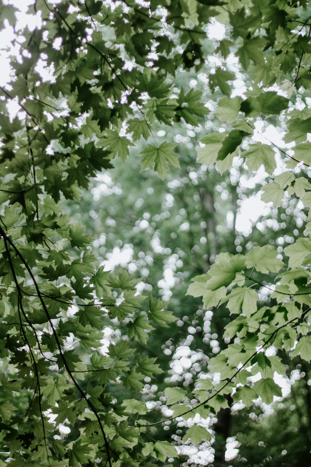 green leaf plant