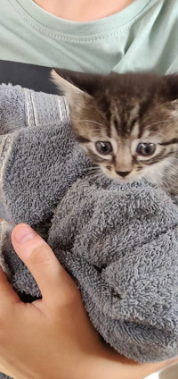 A gentle hand bottle-feeding a tiny, wide-eyed orphaned kitten wrapped in a soft blanket.