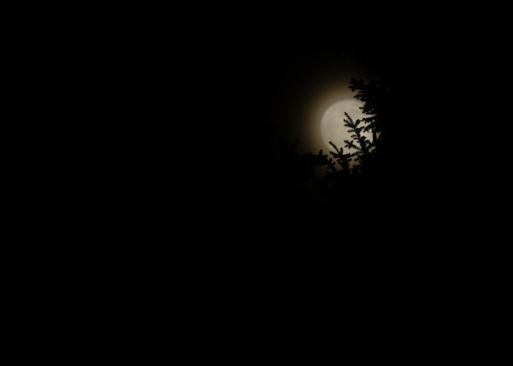 full moon view at night
