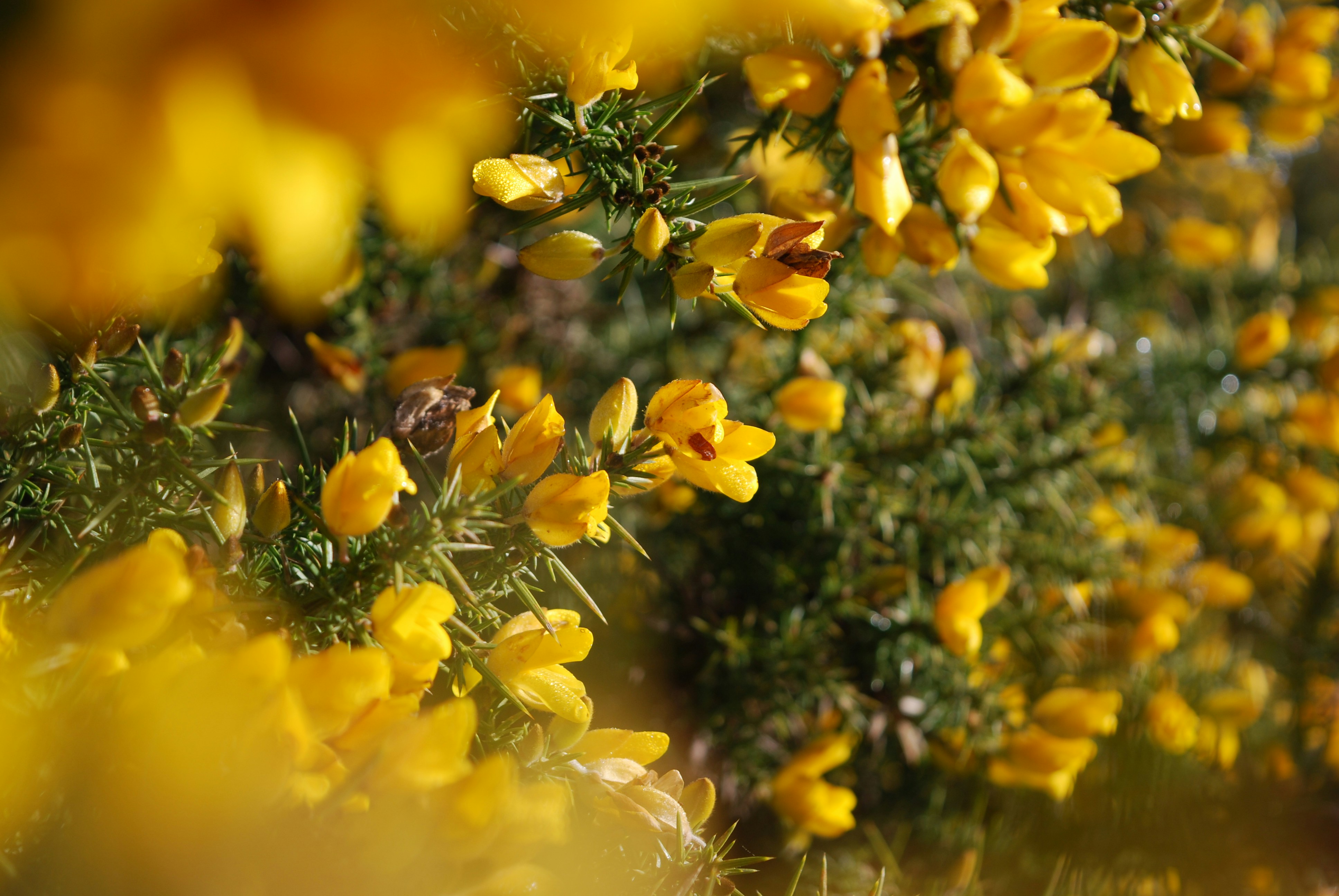 Ulex europeas