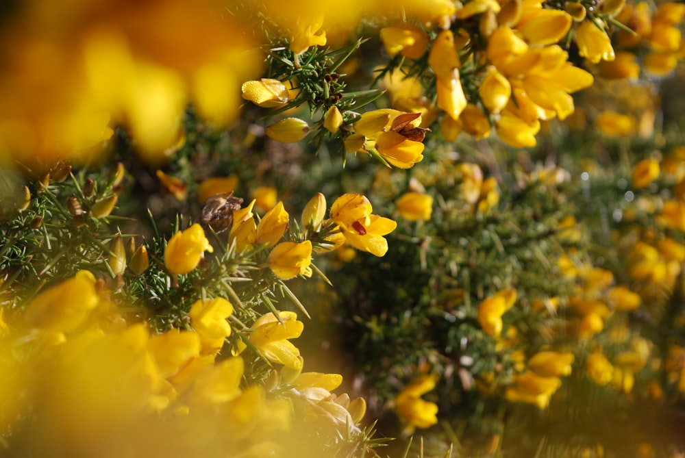 Foto de enfoque selectivo de flores amarillas