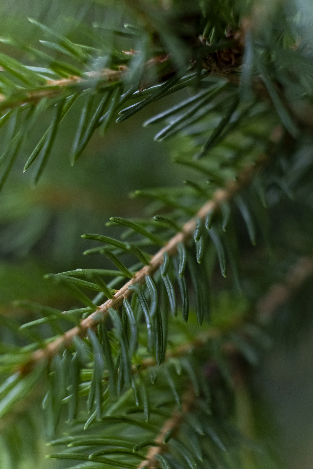 green leaf close-up photography