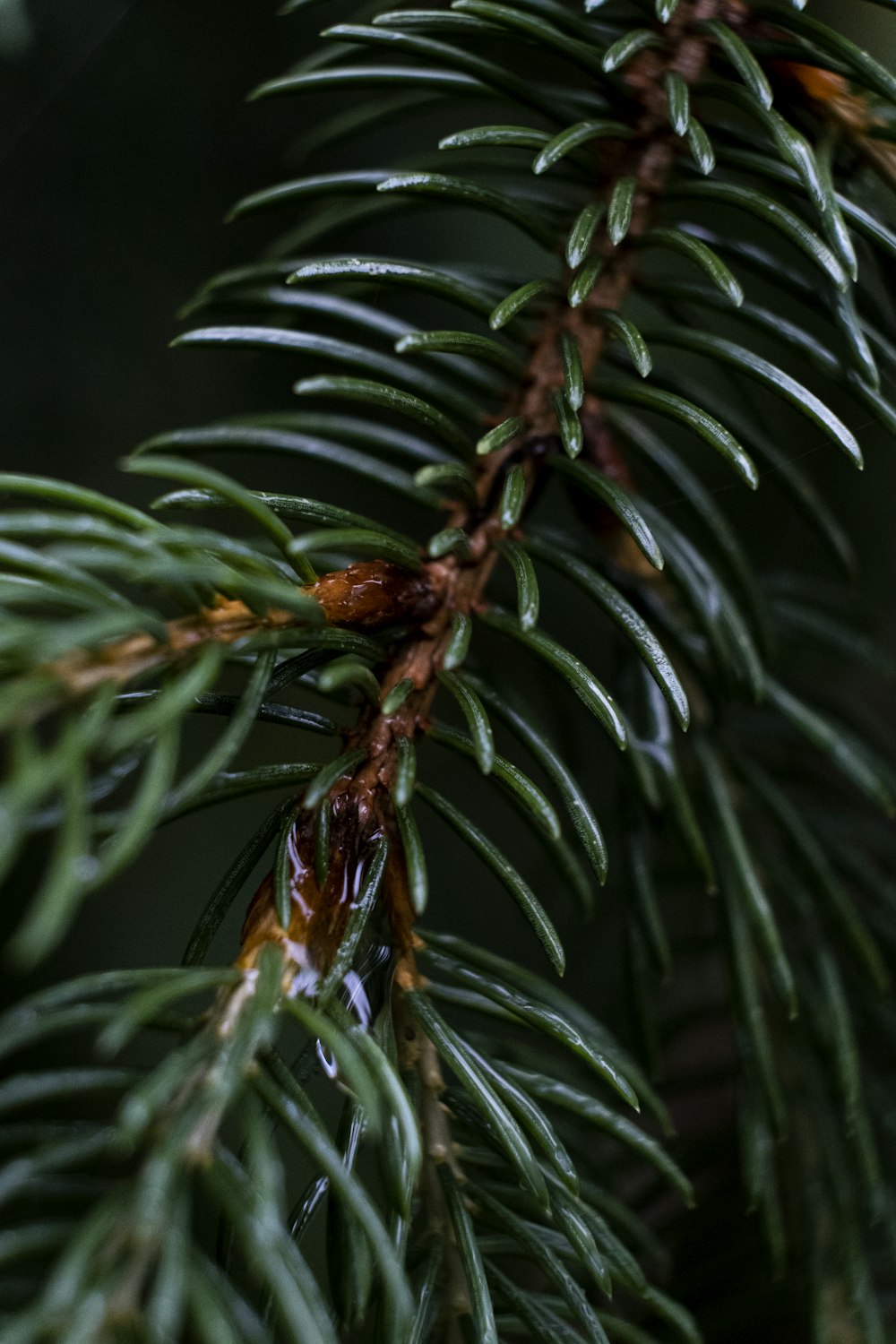 green-leafed tree