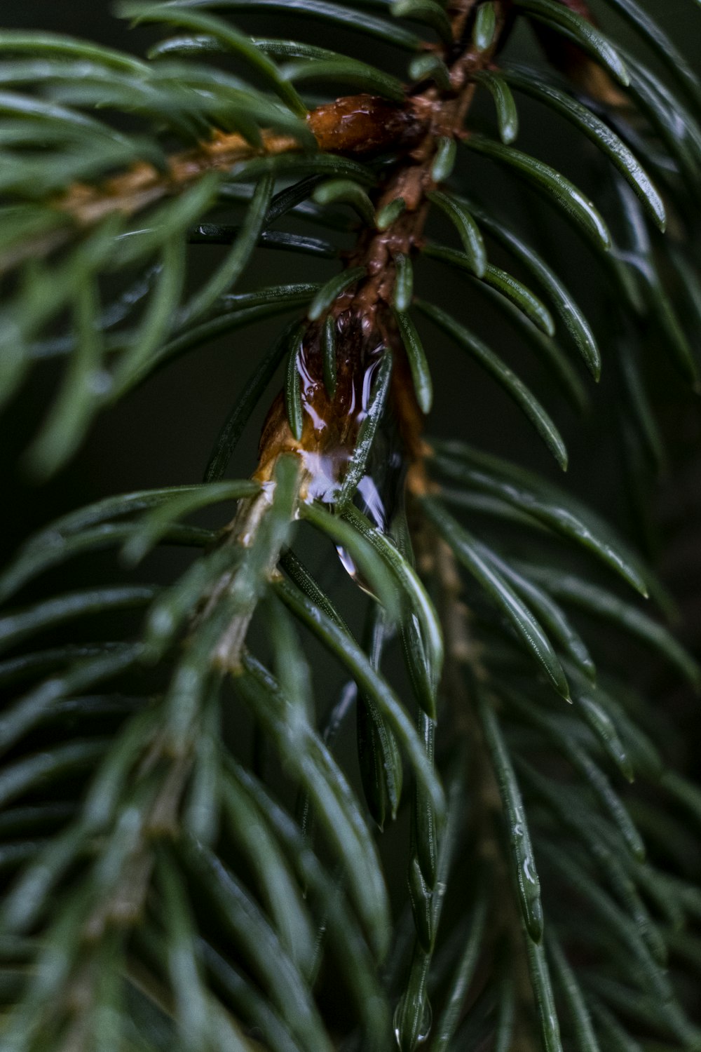 green leafed plant