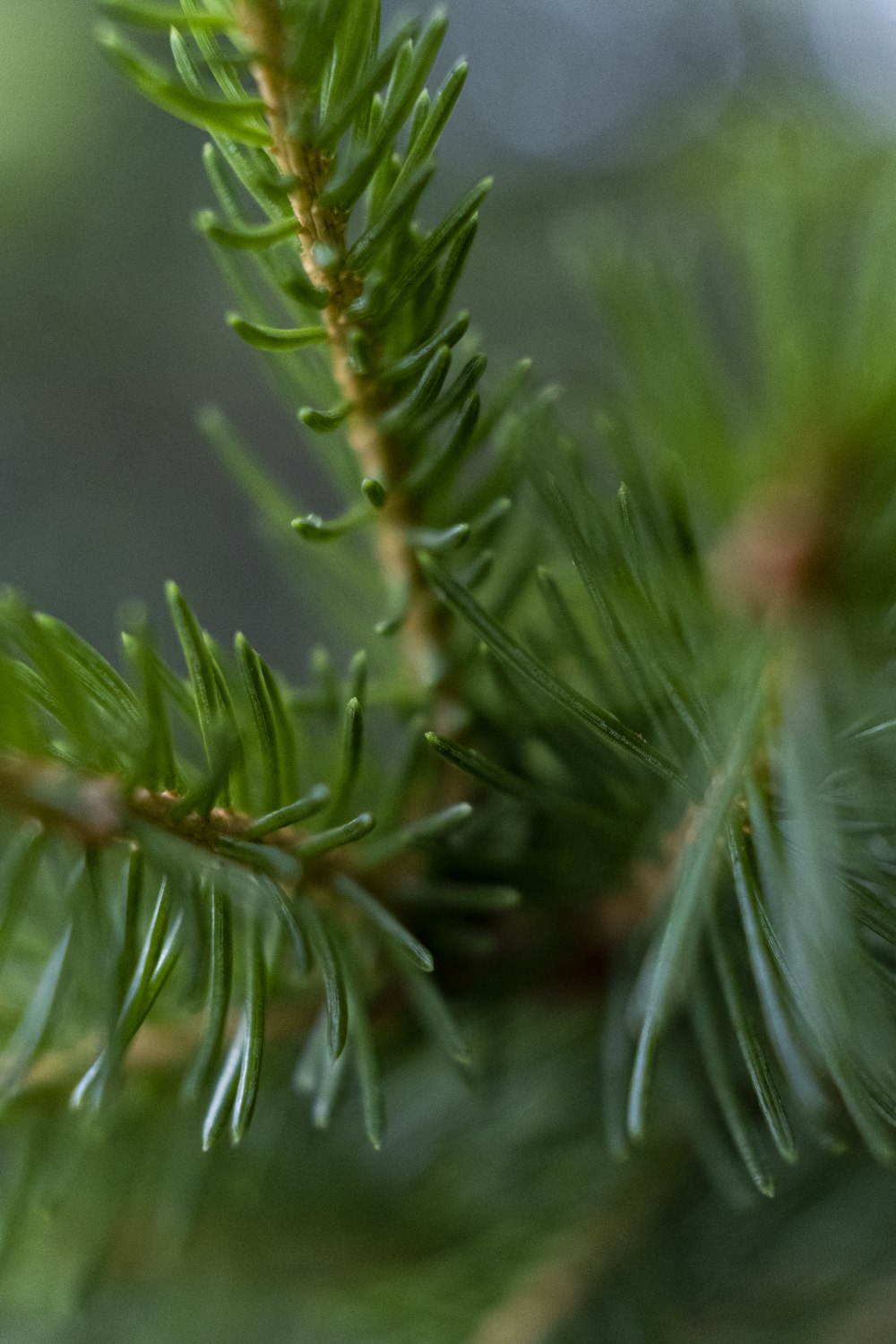 green plant close-up photography