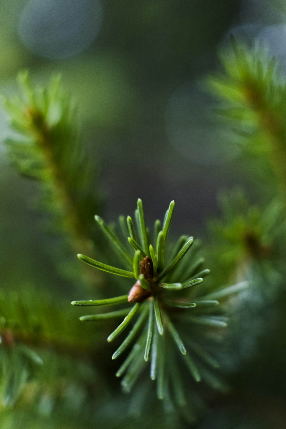 green pine tree