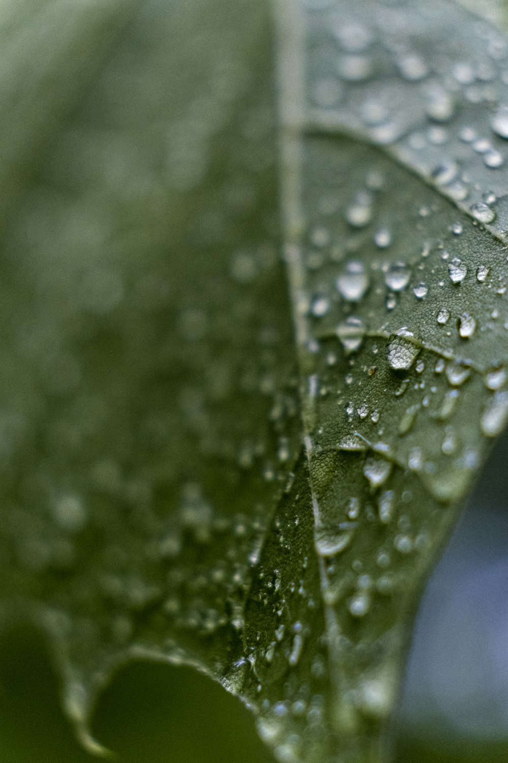 selective focus photo of leaf with water drops