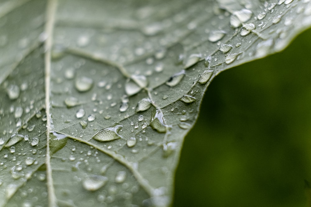 water drop on green leaf