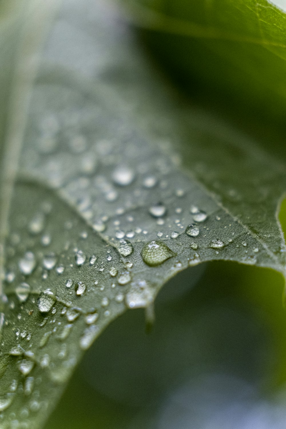 green leaf close-up photography