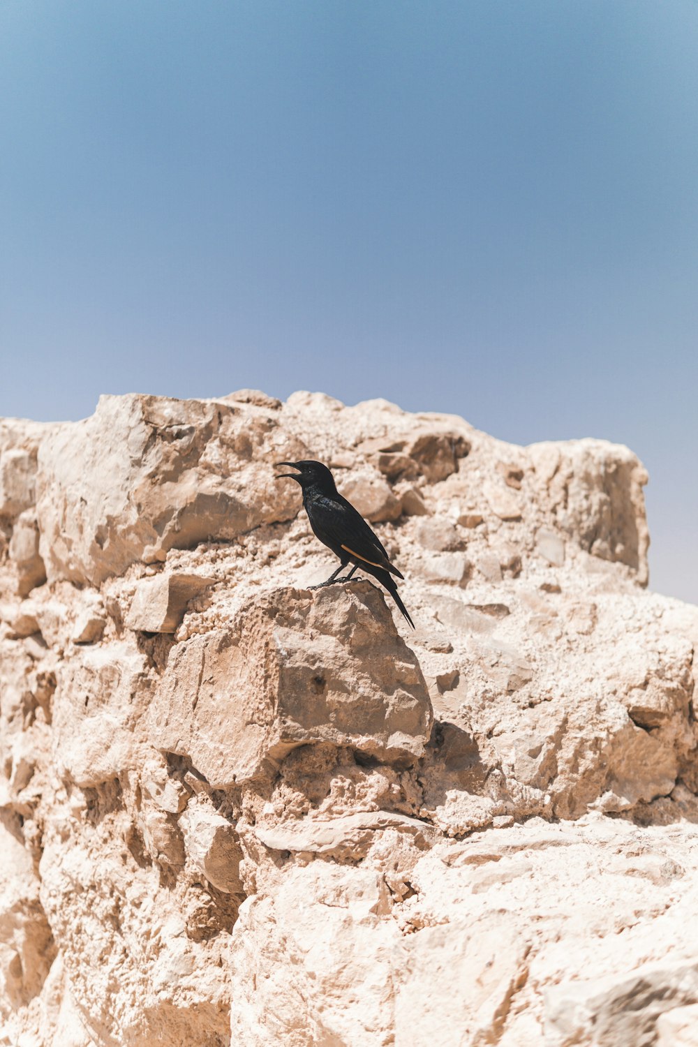black crow on a beige stone wall