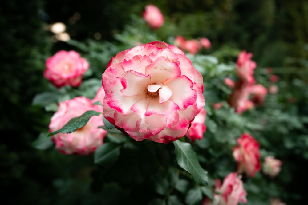 selective focus photo of pink cluster flower