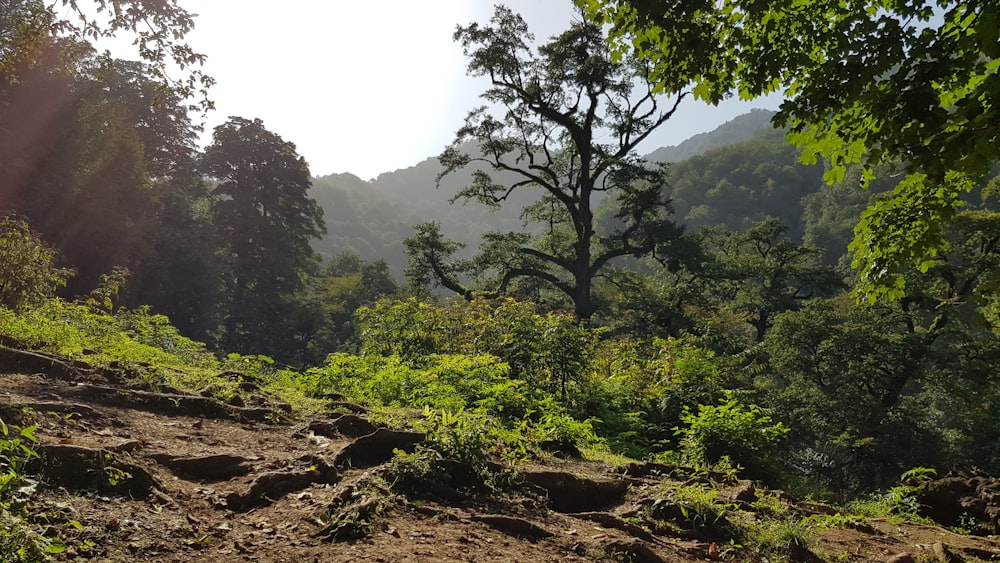 green trees at mountain slope