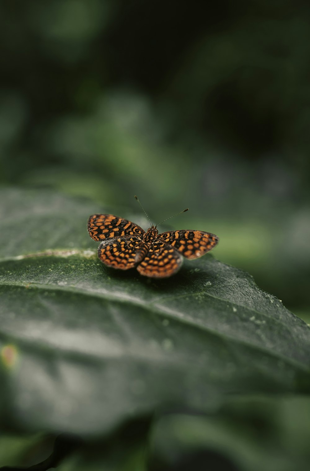 brown and orange butterfly on green leaf