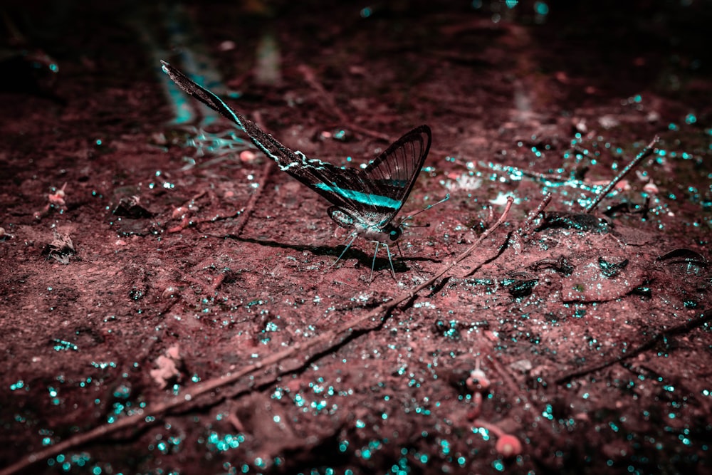 black and green butterfly