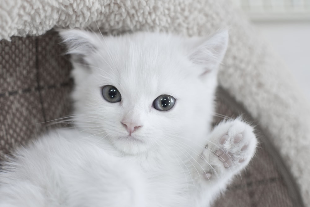 cat on sofa