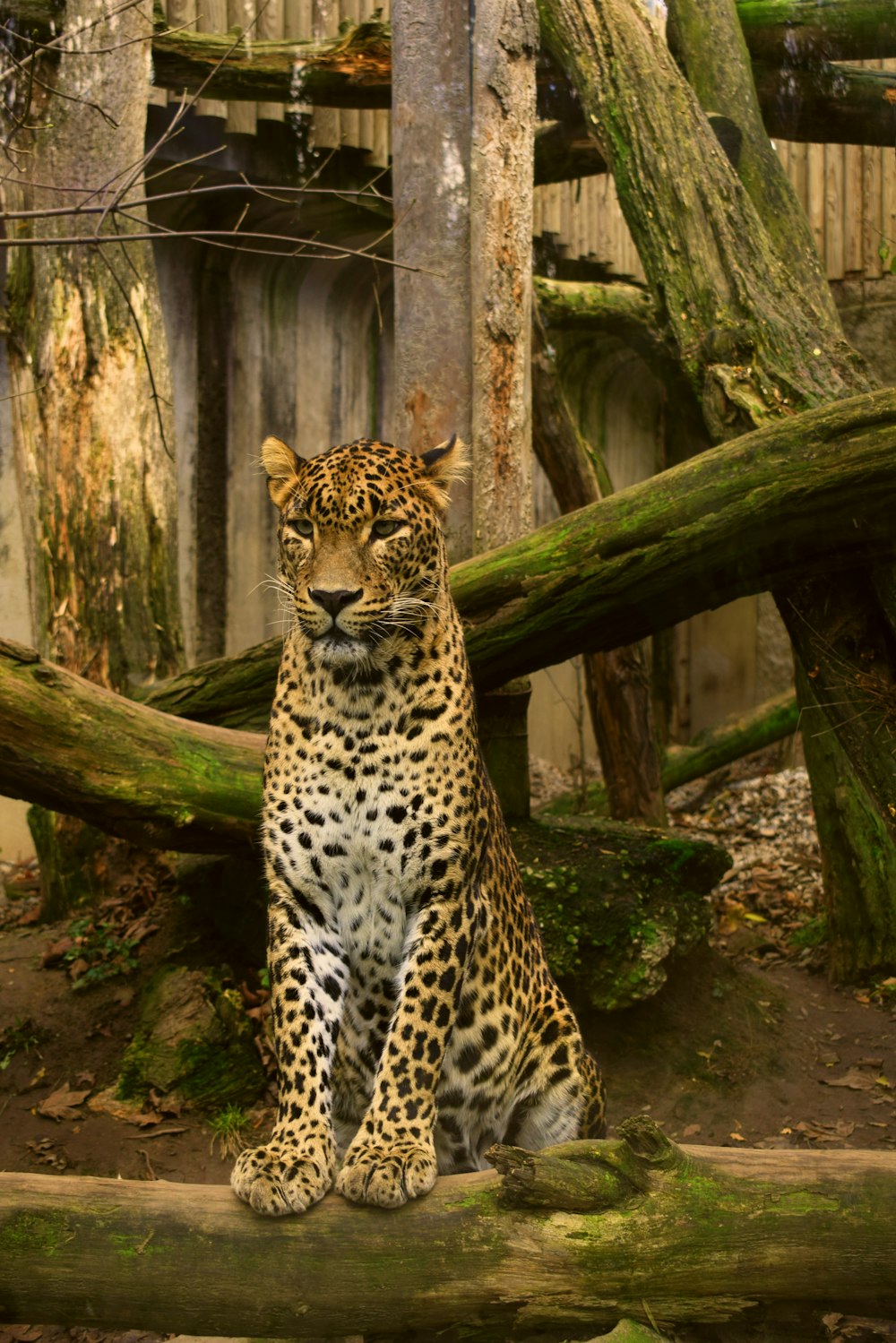 leopard standing on tree brunch at daytime