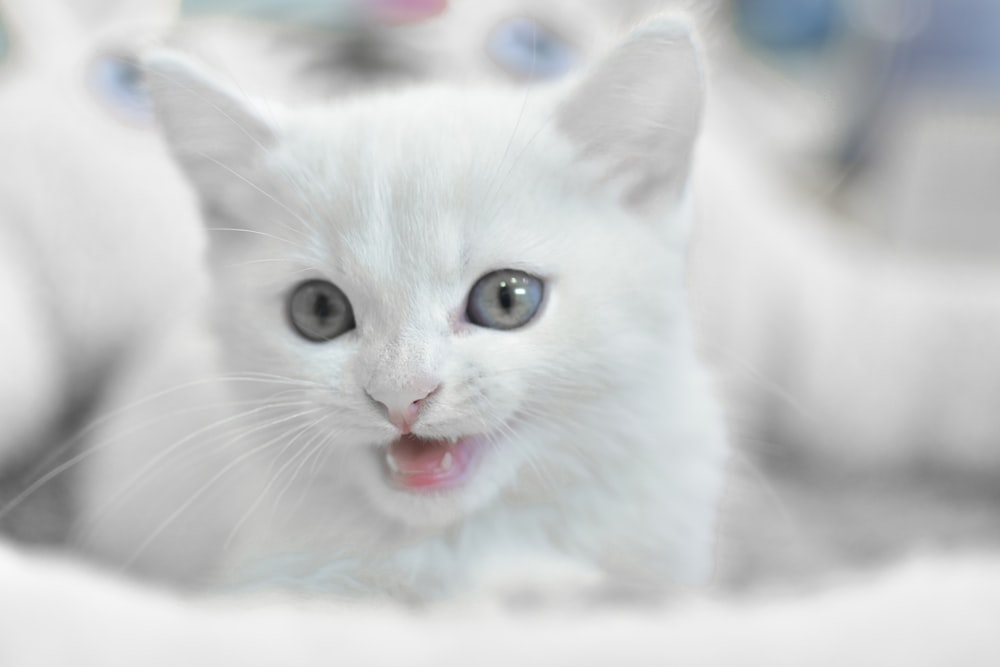 white kitten on bed