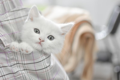 white short-fur cat lovely zoom background